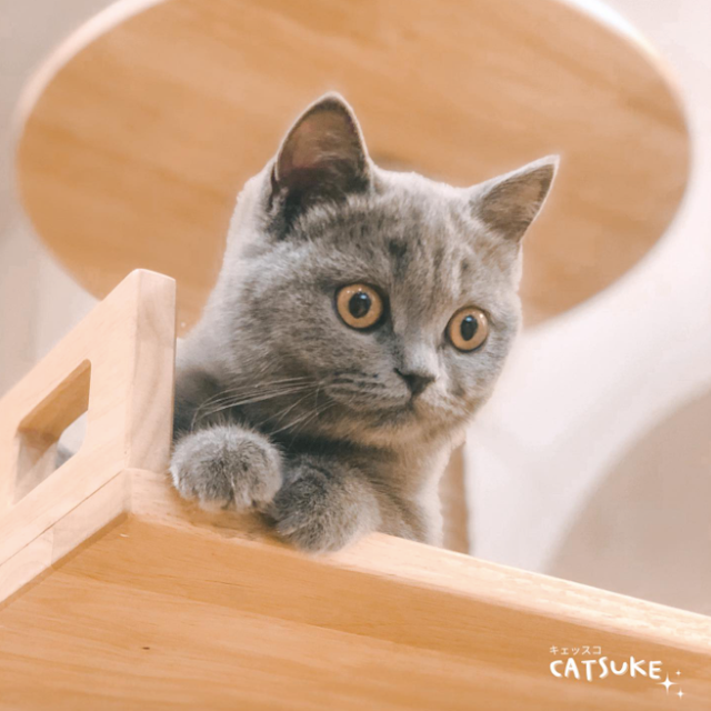 Catsuke Cat Hotel & Spa