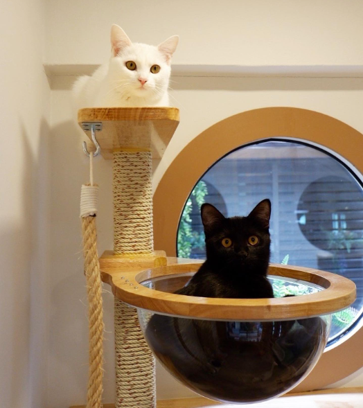 Cat Hotel by The Glasshouse Studio