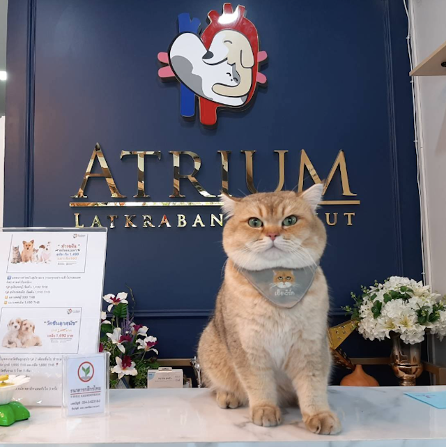 Caterium Cat Hotel