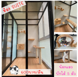 Suite Room 