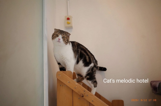Cat's melodic hotel