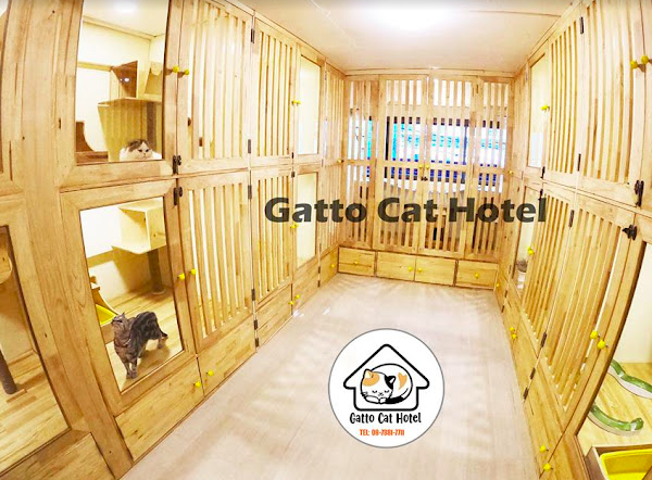 Gatto Cat Hotel