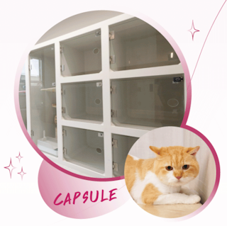cat capsule room