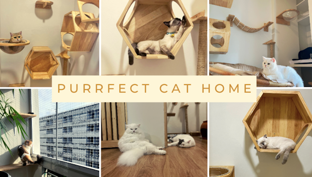 Purrfect Cat Home