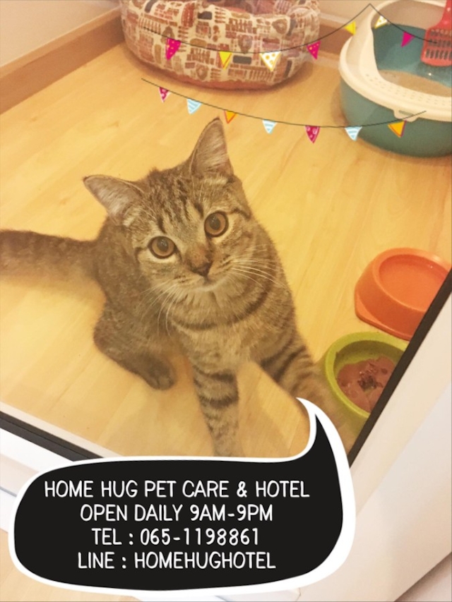 Home Hug Pet care & Hotel