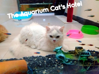 One Aquarium Room