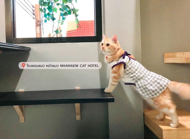 Nhamaew Cat Hotel