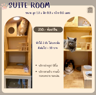 Suite Room 